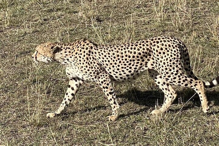 Ultimate 3-Day Masai Mara Safari: Big Five and Hell's Gate Adventure photo 3