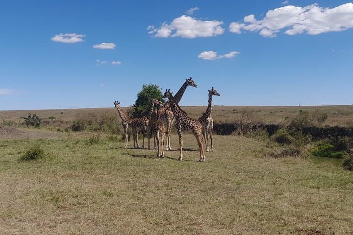 3-Day Amboseli Safari from Nairobi — Kilimanjaro-Backed Wildlife Expedition photo 4
