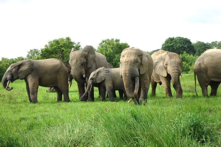15-Day Ghana Wildlife Private Tour — West Africa Mammal & Bird Expedition