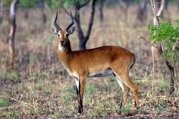 15-Day Ghana Wildlife Private Tour — West Africa Mammal & Bird Expedition photo 3