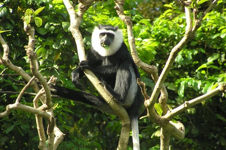 15-Day Ghana Wildlife Private Tour — West Africa Mammal & Bird Expedition photo 4