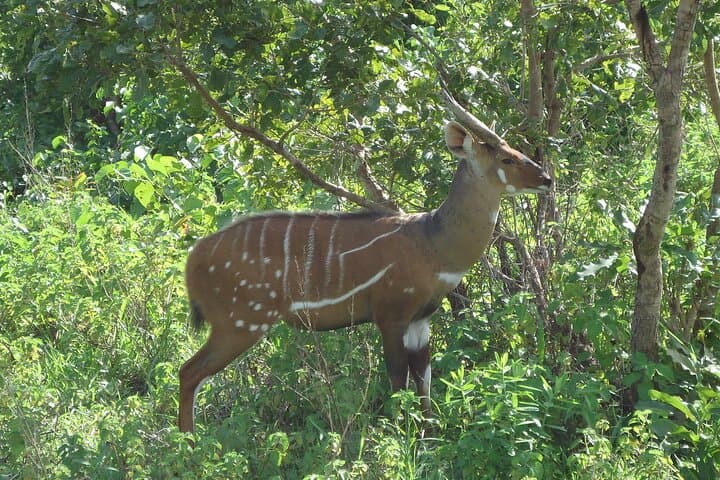 15-Day Ghana Wildlife Private Tour — West Africa Mammal & Bird Expedition photo 5