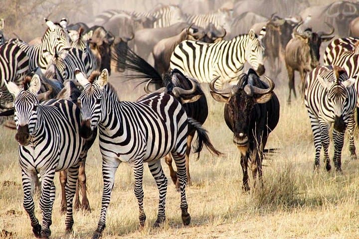 3-Day Safari: Tarangire, Ngorongoro Crater & Lake Manyara photo 2