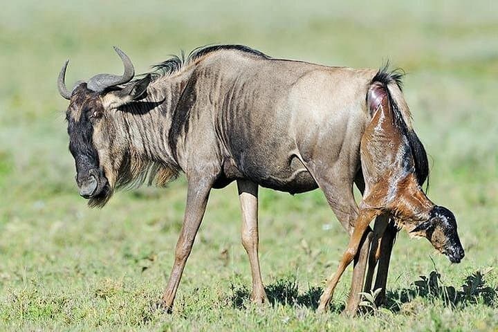 Migration Calving Safari: 5-Day Ndutu & Serengeti Wildlife Journey photo 1