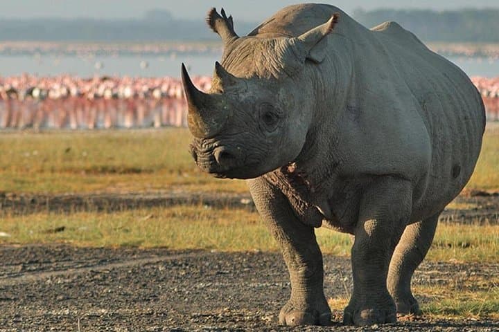 3-Day Safari: Tarangire, Ngorongoro Crater & Lake Manyara photo 3
