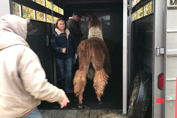 Hands-On Llama Encounter Near Bozeman: Family-Friendly Ranch Visit photo 3