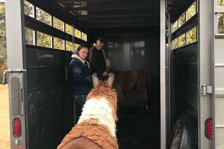 Hands-On Llama Encounter Near Bozeman: Family-Friendly Ranch Visit photo 4
