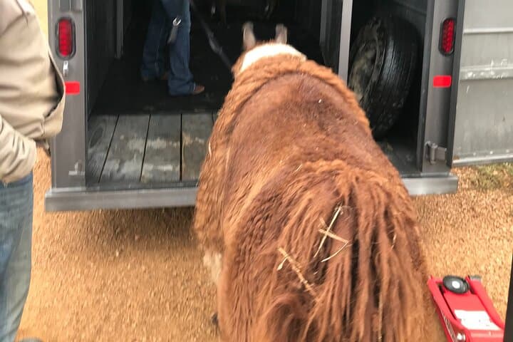 Hands-On Llama Encounter Near Bozeman: Family-Friendly Ranch Visit photo 5