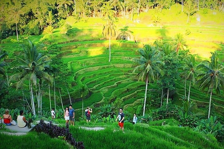 Ubud Private Day Tour: Monkey Forest, Tegalalang Rice Terraces & Tirta Empul (With Tickets) photo 3