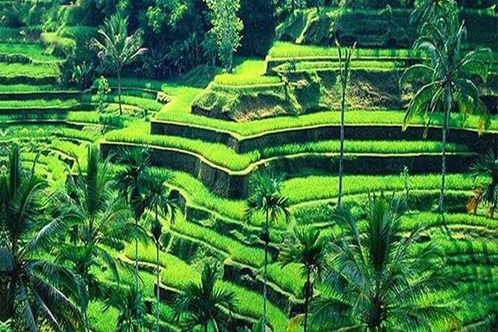 Ubud Private Day Tour: Monkey Forest, Tegalalang Rice Terraces & Tirta Empul (With Tickets) photo 4