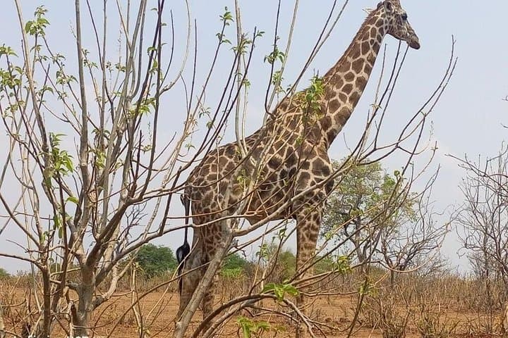 10-Day Mobile Tented Safari in Botswana: Chobe to Maun Adventure photo 5