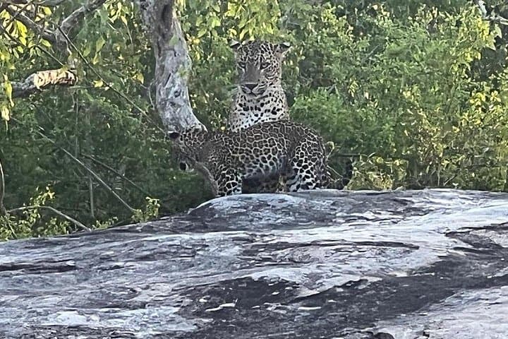 Yala National Park Private Day Safari with Lunch — Leopard-Focused Jeep Tour photo 2