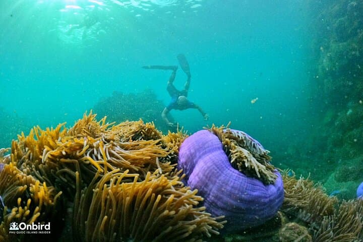 Phu Quoc 4 Islands & 2 Reefs Snorkeling — Small-Group Discovery Tour