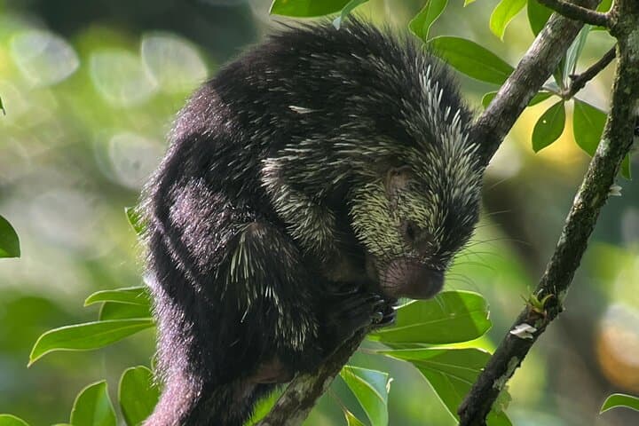 Explore Monteverde Cloud Forest: Guided Interpretive Walk in Costa Rica photo 6