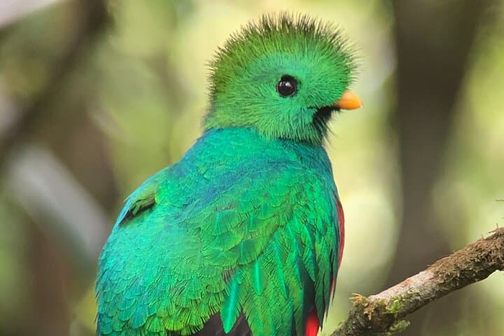 Explore Monteverde Cloud Forest: Guided Interpretive Walk in Costa Rica