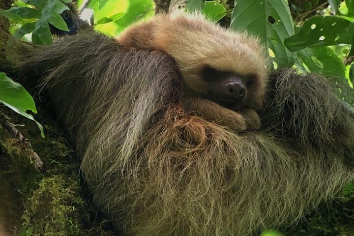 Explore Monteverde Cloud Forest: Guided Interpretive Walk in Costa Rica photo 2
