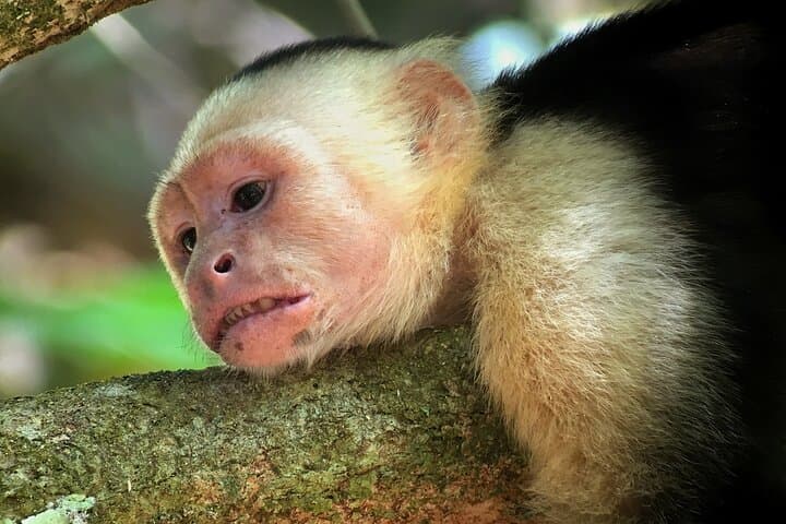 Explore Monteverde Cloud Forest: Guided Interpretive Walk in Costa Rica photo 3
