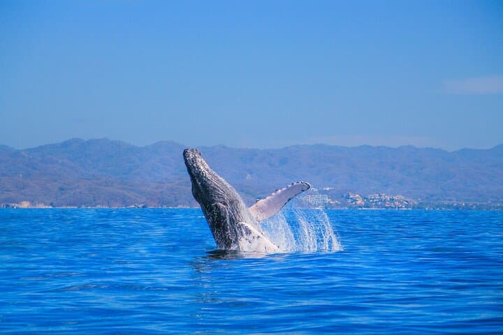 Puerto Vallarta Whale Watching Catamaran Adventure photo 2