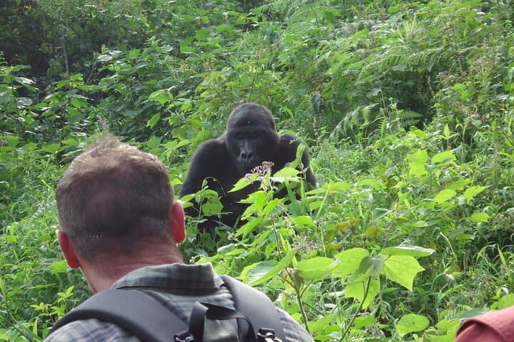 Uganda 9-Day Gorilla Trekking, Chimpanzee & Wilderness Safari Guide