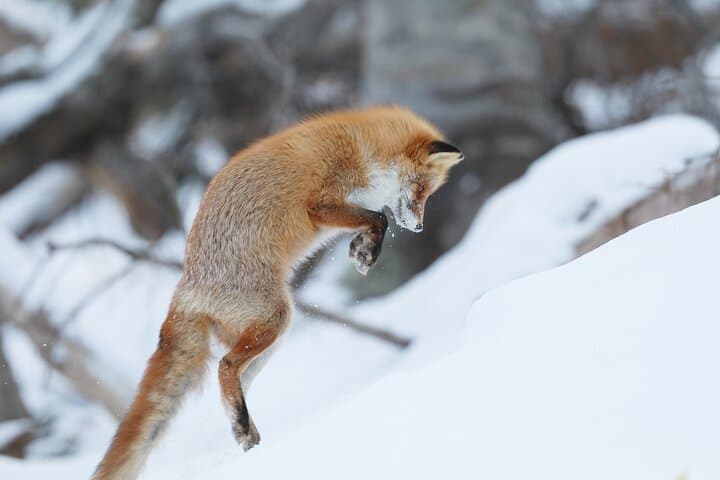 Primeval Forest Snowshoe Hike and Wildlife Watching on Shiretoko Peninsula photo 2
