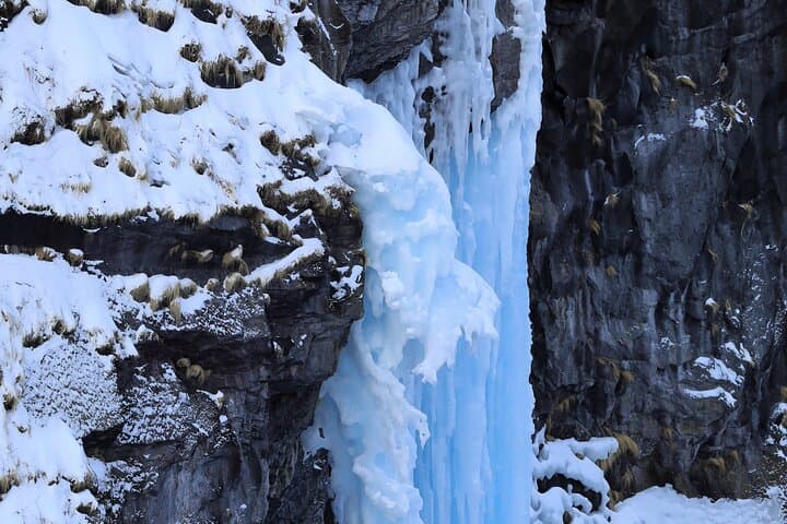 Primeval Forest Snowshoe Hike and Wildlife Watching on Shiretoko Peninsula photo 3