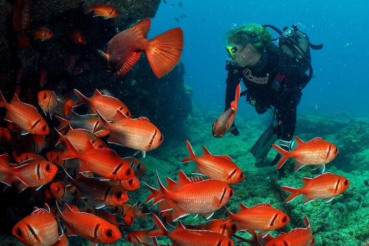 Half-Day Diving in Sal: Wrecks, Walls & Tropical Marine Life photo 3
