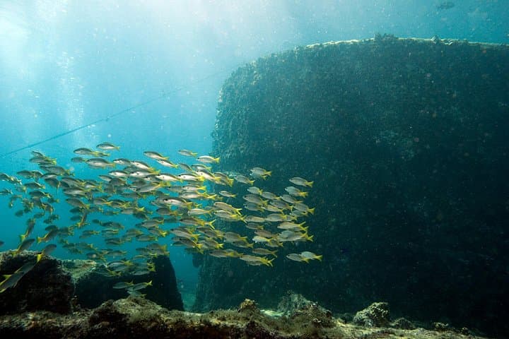 Half-Day Diving in Sal: Wrecks, Walls & Tropical Marine Life photo 4