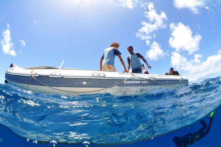 Half-Day Diving in Sal: Wrecks, Walls & Tropical Marine Life photo 5