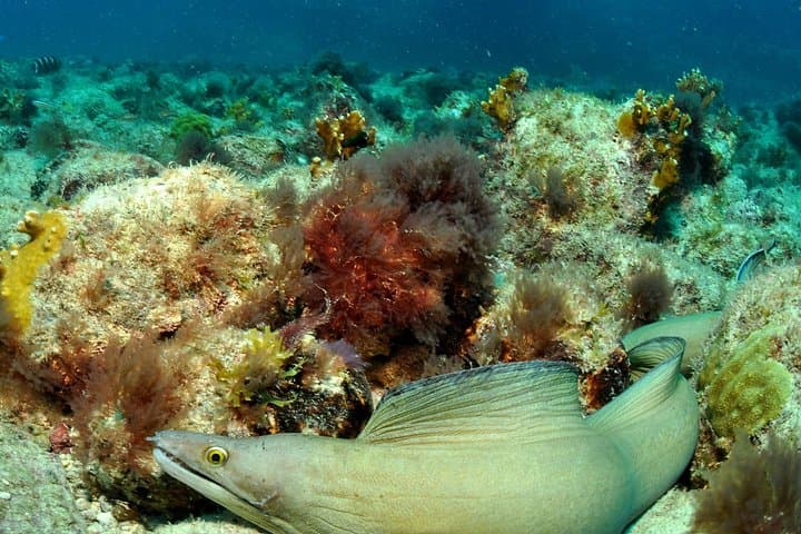 Half-Day Diving in Sal: Wrecks, Walls & Tropical Marine Life photo 6