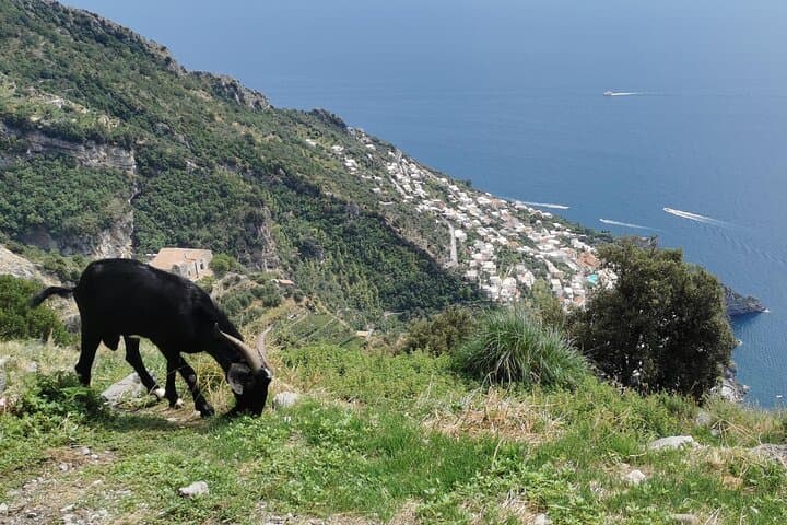 Exploring the Path of the Gods: Amalfi Coast’s Ultimate Half-Day Hiking Tour photo 6