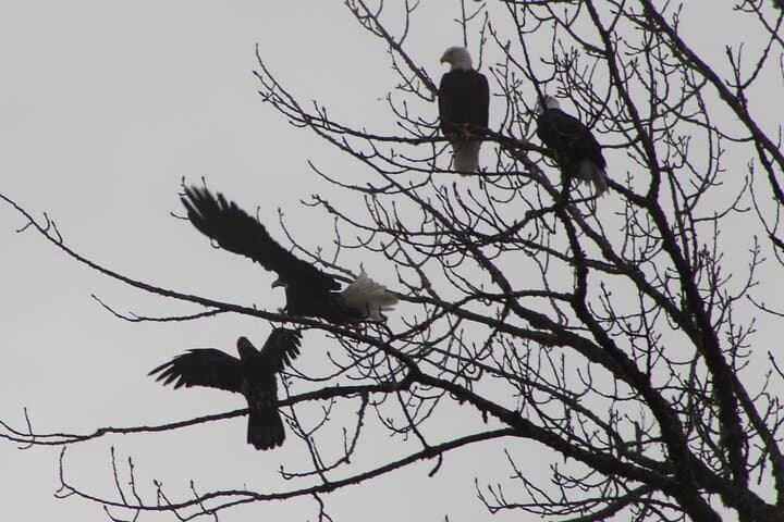 Skagit River Bald Eagle Nesting Tour from Seattle photo 3