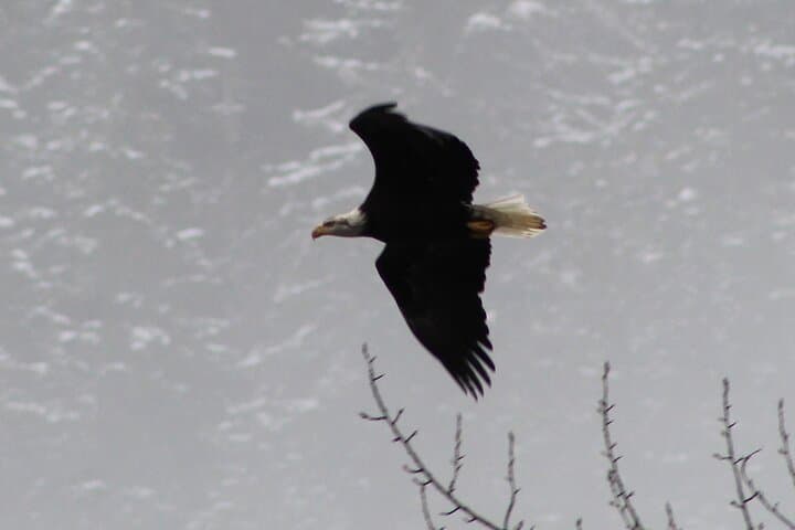 Skagit River Bald Eagle Nesting Tour from Seattle photo 6