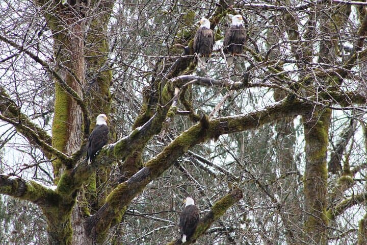 Skagit River Bald Eagle Nesting Tour from Seattle