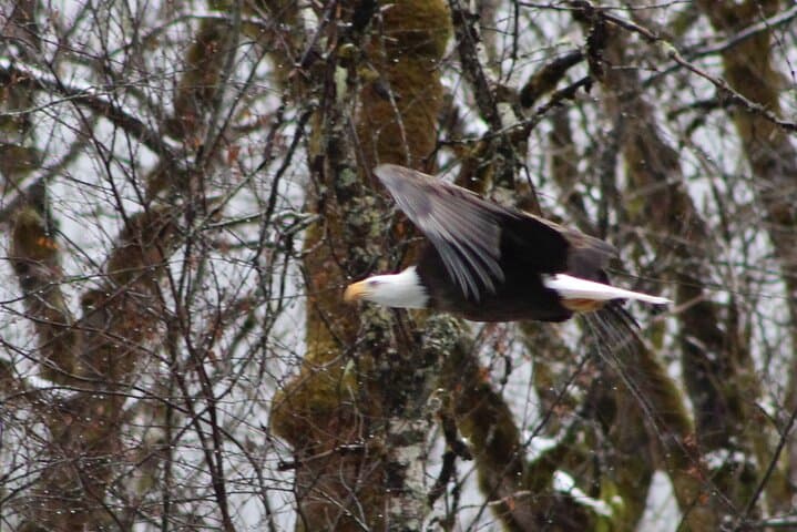 Skagit River Bald Eagle Nesting Tour from Seattle photo 2