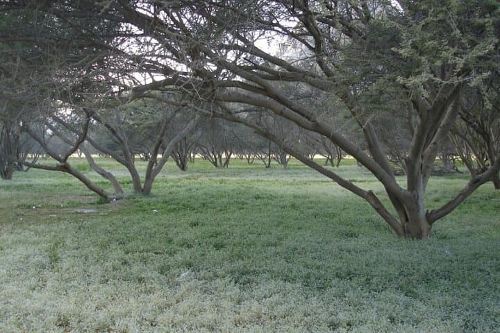Jebel Harim Mountain Safari: 4WD High-Roads to Sayh Plateau photo 3