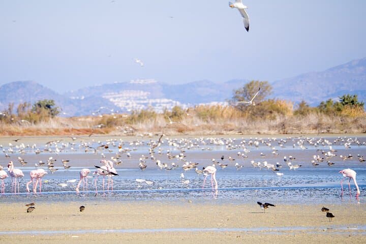 Guided Wildlife Walks on Kos: birdwatching and nature photography tours photo 3