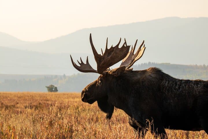 Grand Teton Full-Day Private Tour and Hike: Jenny Lake, Oxbow Bend & Mormon Row photo 3