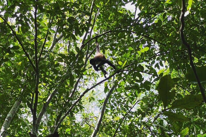 Mayan Jungle Adventure: Cobá Ruins & Punta Laguna Private Tour from Tulum photo 3