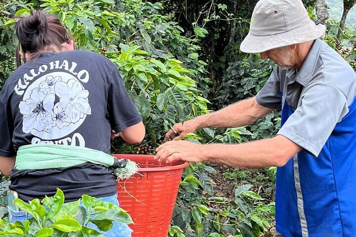 Hands-On Coffee Farm Experience Near La Fortuna: 2-Hour Cabanisi Tour photo 1