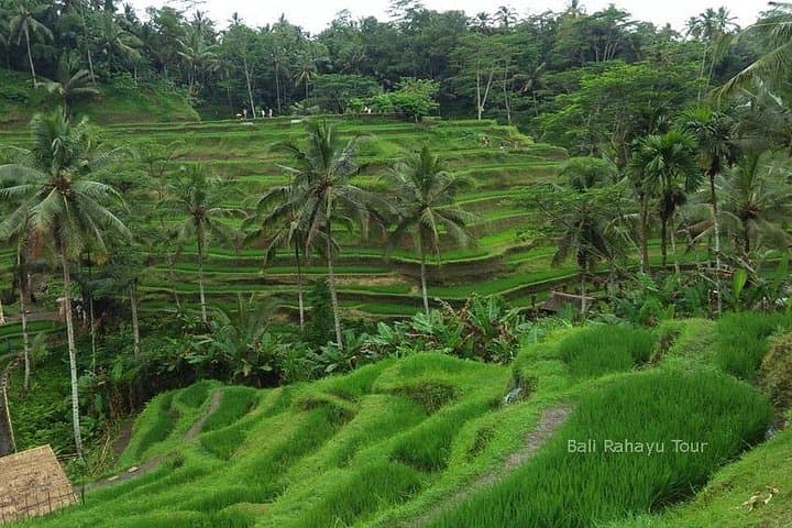 Full-Day Ubud Cultural & Waterfall Tour — Barong Dance, Rice Terraces, Monkey Forest photo 5