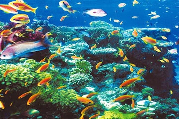 Intro Scuba Diving in Hurghada: Beginner Dives with Pickup and Lunch photo 4