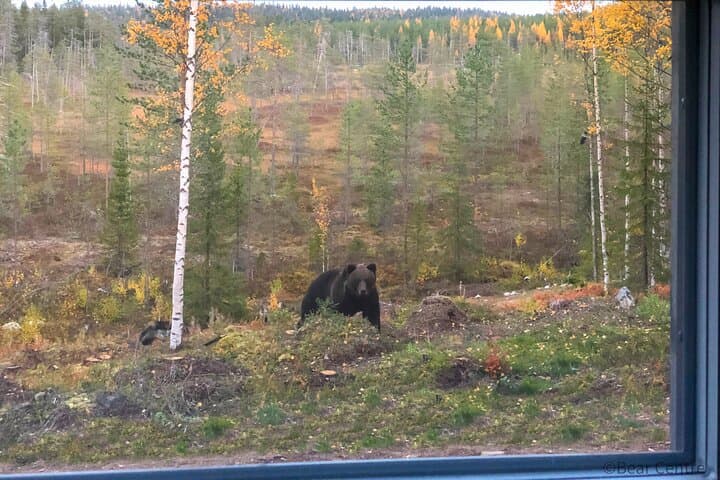 Night Bear Watching at Finland's Bear Centre — Close Encounters from the Hide photo 2