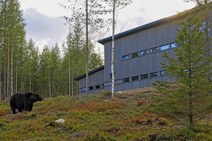 Night Bear Watching at Finland's Bear Centre — Close Encounters from the Hide