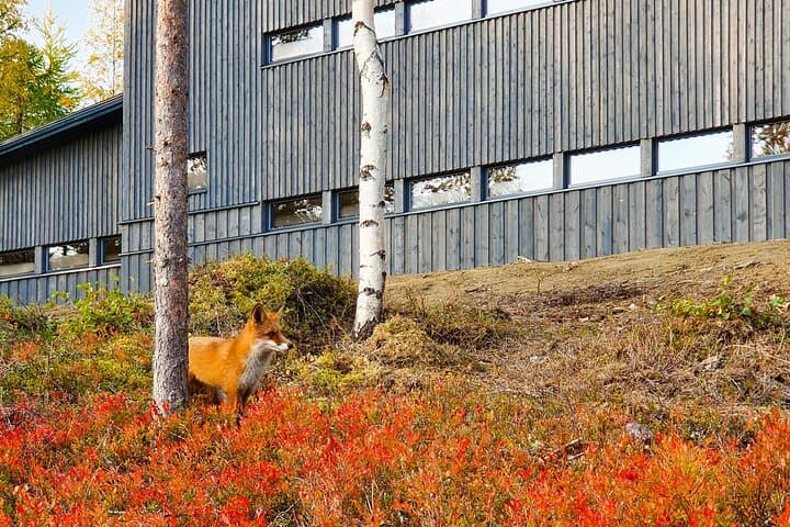 Night Bear Watching at Finland's Bear Centre — Close Encounters from the Hide photo 3