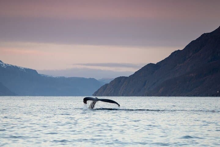 Alta RIB Whale Watching: Winter Humpback & Orca Safari in the Fjords
