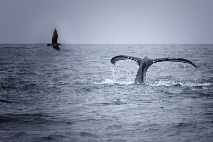 Mirissa Whale Watching: Blue Whales and Dolphin Safaris from Colombo photo 2