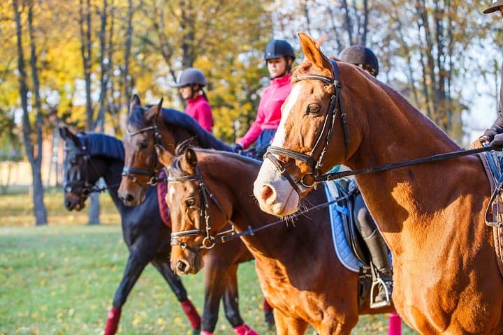 Ljubljana 1-Hour Small-Group Horseback Ride on the Outskirts photo 5