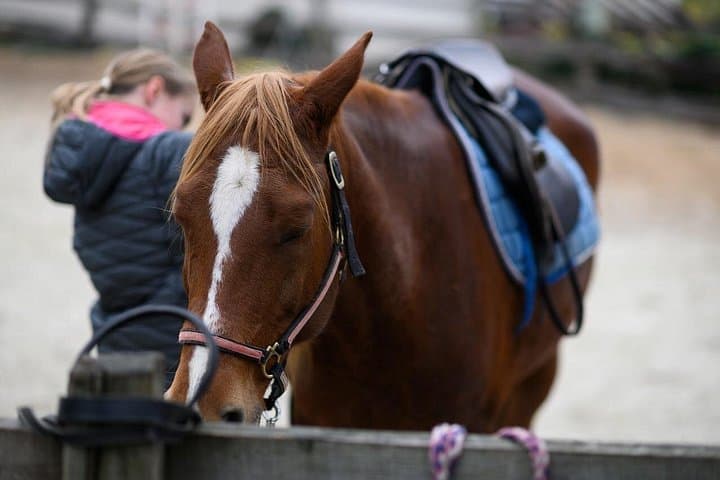 Ljubljana 1-Hour Small-Group Horseback Ride on the Outskirts photo 6