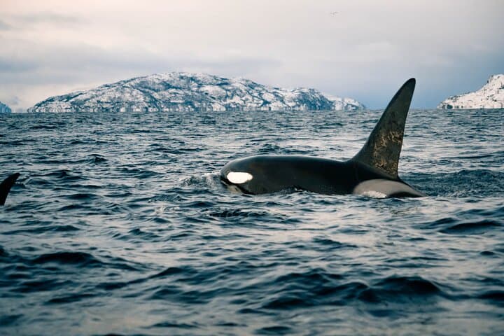 Alta RIB Whale Watching: Winter Humpback & Orca Safari in the Fjords photo 2