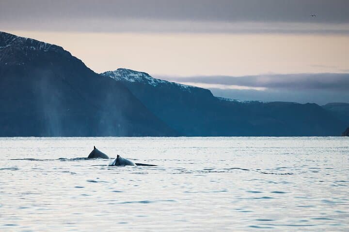 Alta RIB Whale Watching: Winter Humpback & Orca Safari in the Fjords photo 4